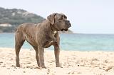 CANE CORSO 619